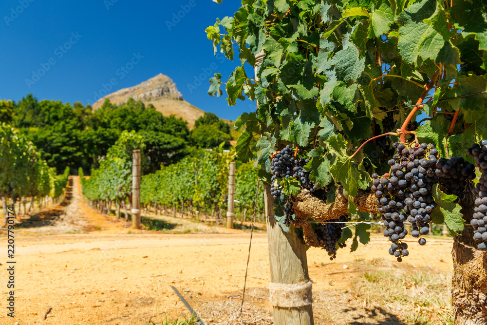 Obraz premium Sunlit vineyard in South Africa