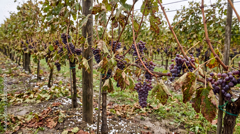 Fototapeta premium Vineyard showing red grapes and damaged leaves after a hail storm, concept of agriculture crop loss and climate change impact