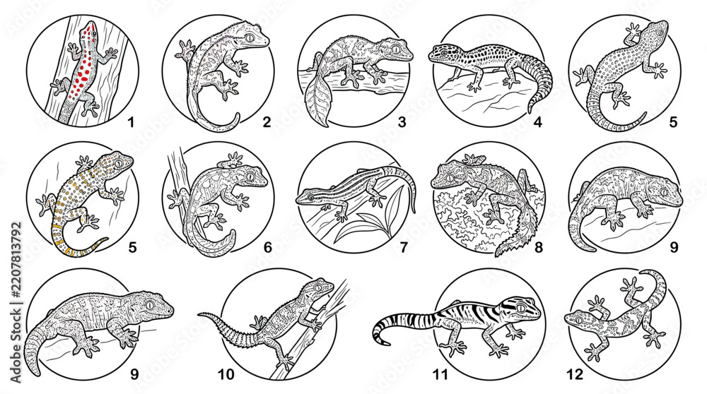 Fototapeta premium Collection of Diverse Gecko Species Illustrations