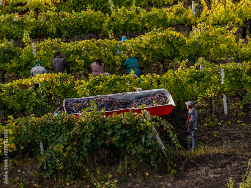 Workers harvesting ripe grapes by hand in autumn vineyard with trailer full of freshly picked grapes for wine production