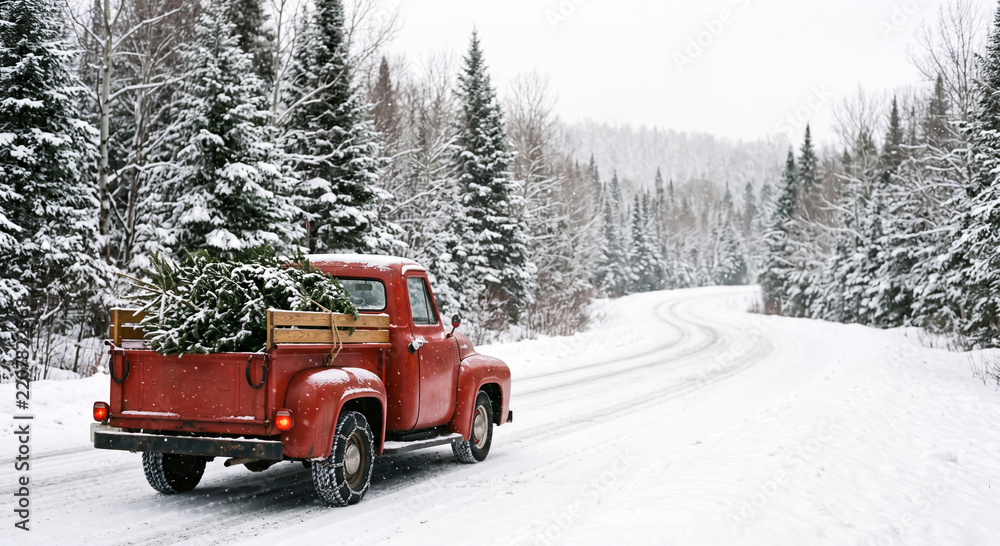 Naklejka premium A classic red pickup truck loaded with a freshly cut green pine tree drives along a narrow snow covered road winding through dense winter woods