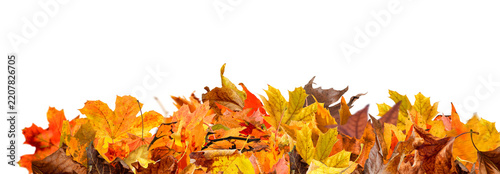 Autumn colorful leaves falling isolated on transparent background png