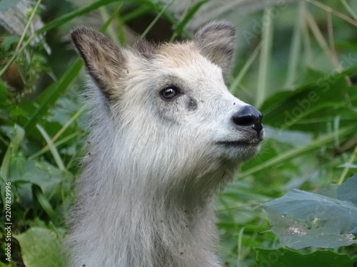 こどものニホンカモシカ