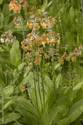 Close-up of Primula bulleyana candelabra primula with tiered pink flowers and yellow centers growing in a green garden setting