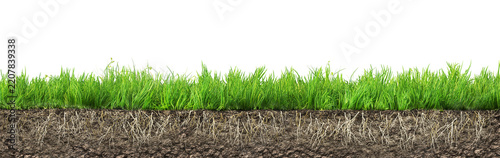 Green grass strip with cross section soil and roots on transparent background.