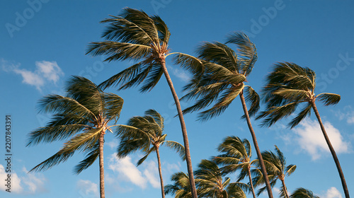 Tropical palm trees bending in the strong wind against a clear blue sky, windy summer day concept