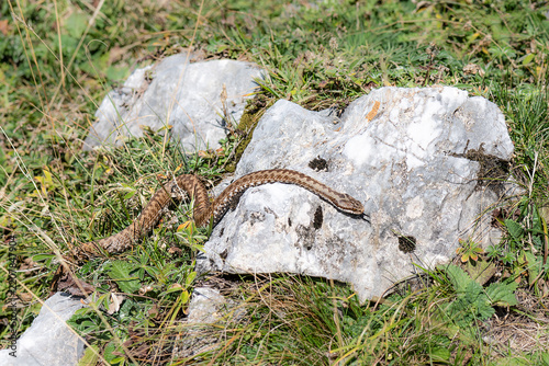 The asp viper on a sunny day (Vipera aspis)