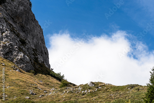Alpine chamois at the foot of the north wall of the Spigorel horn (Rupicapra rupicapra)