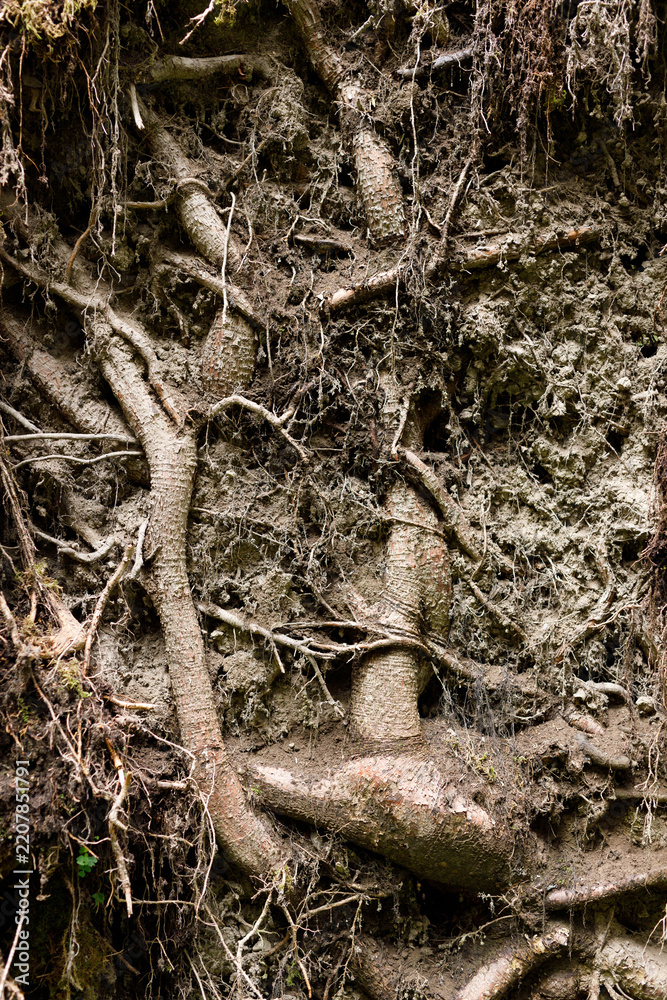 Fototapeta premium Exposed tangled tree roots on eroded soil wall texture for nature background and botanical texture design