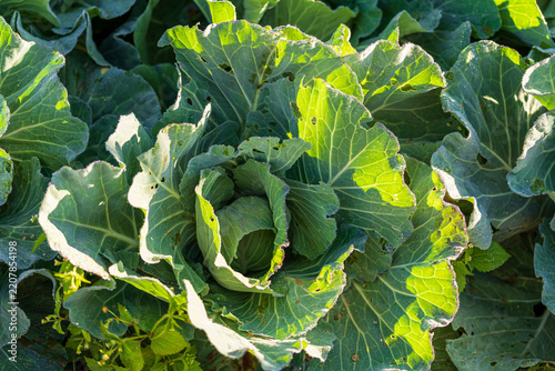 Fresh organic green cabbage growing in an agricultural field under bright sunlight.