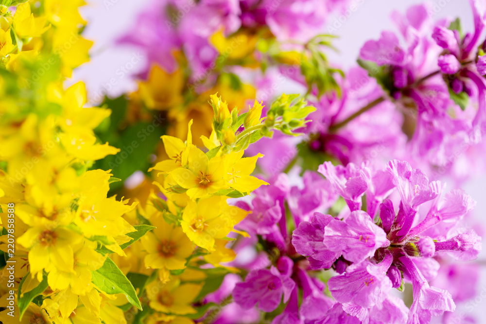 Obraz premium A close-up of vibrant yellow and purple flowers in a soft-focus composition with blurred background.