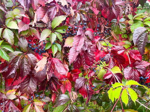 Colorful autumn foliage of maiden grapes with blue berries.
