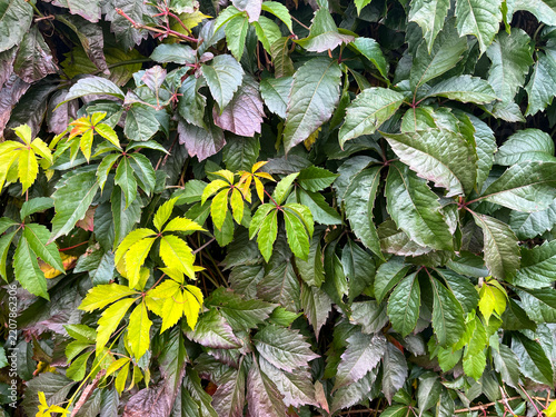 The green foliage of maiden grapes.
