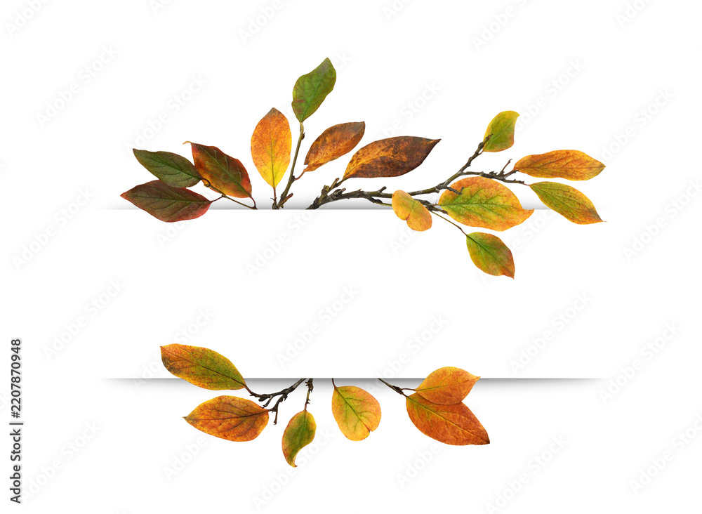 Obraz premium Autumn twigs with colorful leaves with copy space for text isolated on white or transparent background