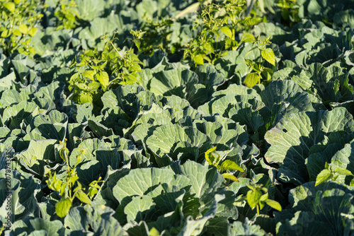A field of fresh green organic cabbages growing in a farm on a sunny day.