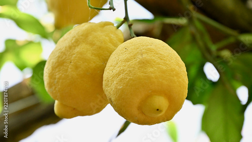 Two Lemons Ripening on Tree in Italy