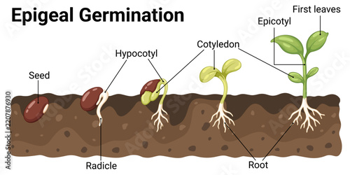 Epigeal germination process of a dicot seed with labeled stages of seed sprouting, hypocotyl elongation, cotyledon emergence, first leaves development and root growth botanical educational illustratio