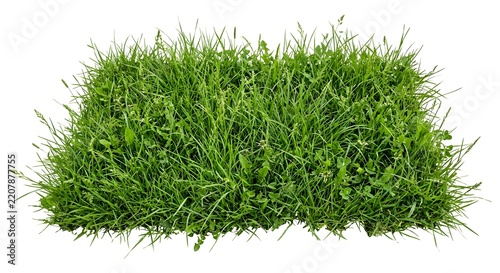 Dense fresh green grass growing naturally in a lush outdoor field, creating a clean botanical texture and natural background