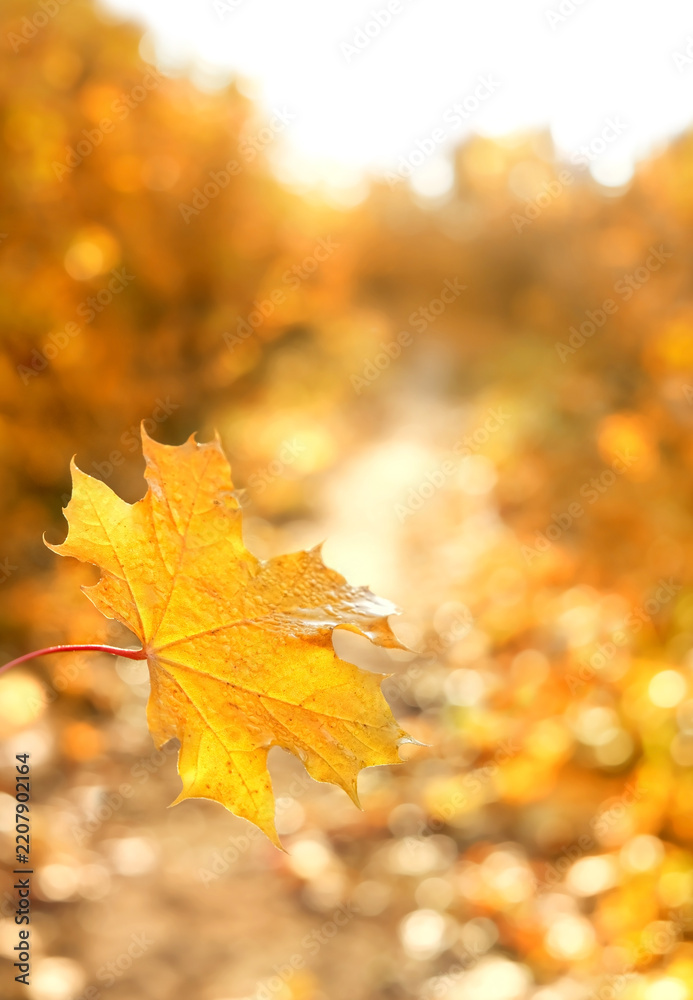 Obraz premium Beautiful autumn forest landscape. bright orange-yellow maple leaf close up on abstract sunny natural background. symbol of fall season, golden autumn time. template for design