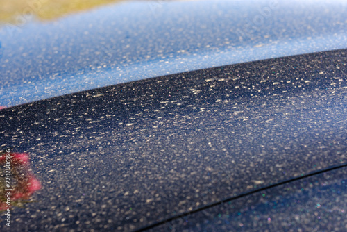 Thick layer of spring tree pollen and outdoor dust covering dark metallic car hood needing wash during heavy allergy season