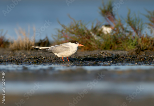 Common Tern (Sterna hirundo) standing on a wet shore with vegetation in the background.
