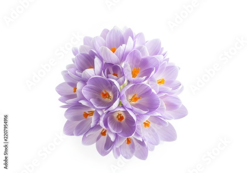 Purple crocus flower bouquet cluster with orange stamens isolated on white background
