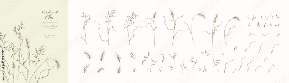 Obraz premium Set of oats and wheat ears, leaves and elements. Line art hand drawn illustration of botanical elements of farm and autumn. Fall and cozy seasonal designs