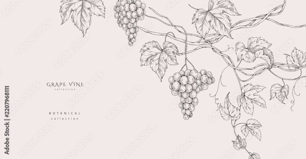 Obraz premium Background with grapes, vine and brunch. Detailed template layout design, brochure or cover for wine card