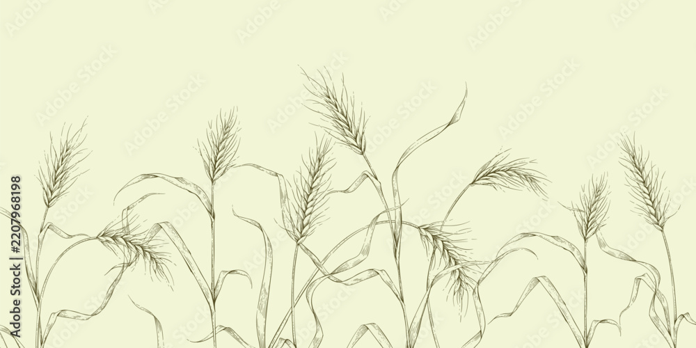 Obraz premium Set of wheat ears, leaves and elements. Line art hand drawn illustration of botanical elements of farm and autumn. Fall and cozy seasonal designs