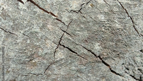 Dry cracked wood texture background, natural wooden surface with deep cracks macro close up.