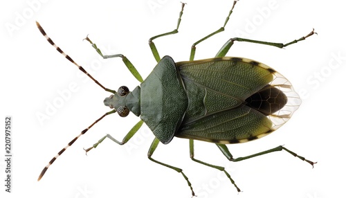 Green Stink Bug Insect Isolated on White Background