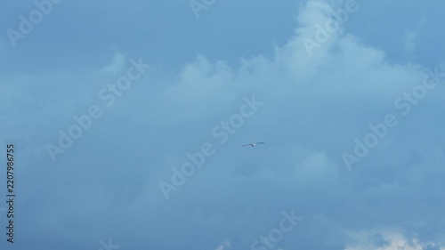 Seagull flying in cloudy sky