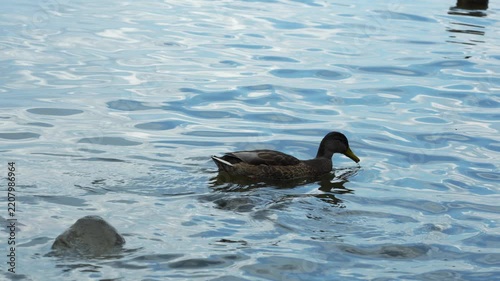 Mallard duck swimming in blue water