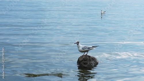 Seagull jumping off a stone into the water
