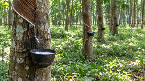 Rubber Tapping on a Tree Plantation