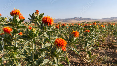 Safflower Field in a Dry Landscape