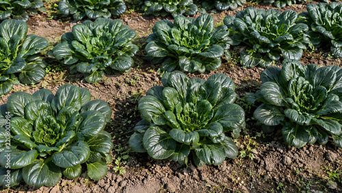 Brussels Sprouts Growing in a Field