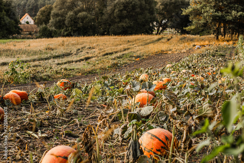 Orange pumpkins scattered across a harvested field with dry vines, woodland trees, and a distant cottage in a rural autumn landscape
