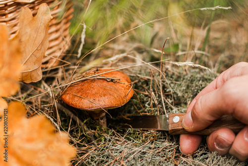 Hand harvesting a Suillus luteus mushroom with a small knife among dry grass and fallen leaves in a woodland floor close up nature photograph