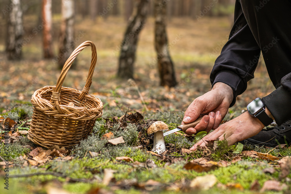 Obraz premium Person harvesting a porcini mushroom with a knife beside a woven basket on the mossy forest floor in an autumn woodland setting