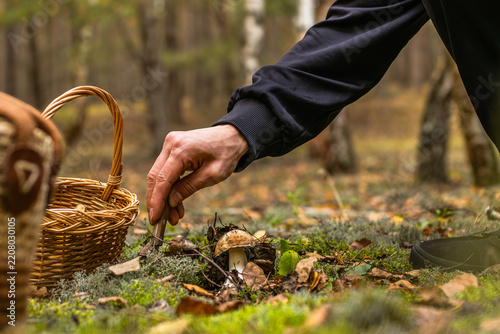 Person collecting wild porcini mushrooms by hand beside a woven basket on a moss covered forest floor in an autumn woodland setting