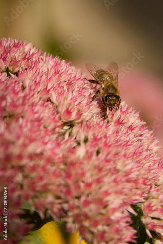 Honeybee gathering nectar on a cluster of bright pink sedum flowers in a garden setting macro view of an insect pollinator working outdoors in bright daylight photography.