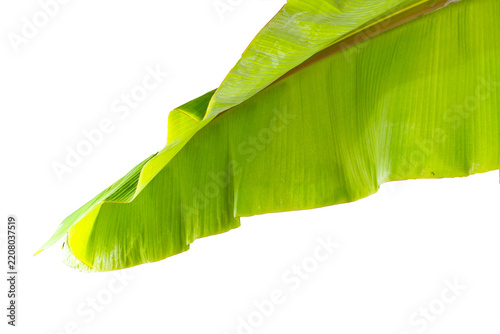 Fresh Green Banana Leaves Isolated on Transparent Background