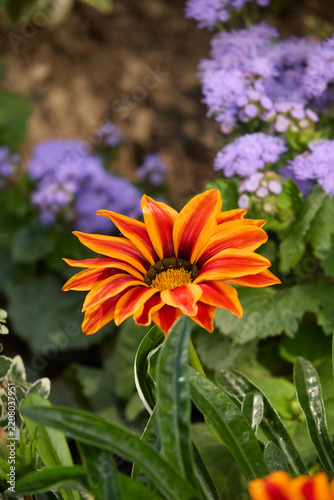 Beautiful vibrant orange and red gazania blossom in full bloom, highlighted against dark green leaves and soft purple flowers in a sunny outdoor garden environment.