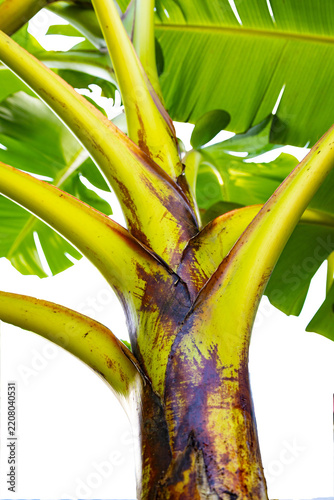 Banana Plant Trunk and Leaf Stems Isolated on Transparent Background