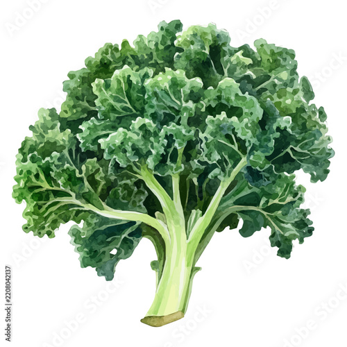 High-resolution watercolor painting vector of Kale, isolated on a white background.