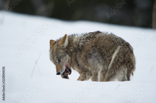 View of a coyote feeding on prey in the snow-covered landscape of Yellowstone National Park, United States.