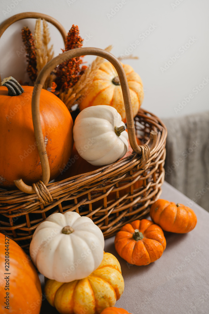 Obraz premium Autumn pumpkin harvest arranged in a rustic wicker basket with orange and white pumpkins, dried flowers and cozy blanket in a home interior, seasonal fall decoration Halloween, Thanksgiving