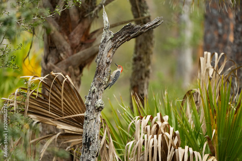 Red-Bellied Woodpecker perched on dead tree