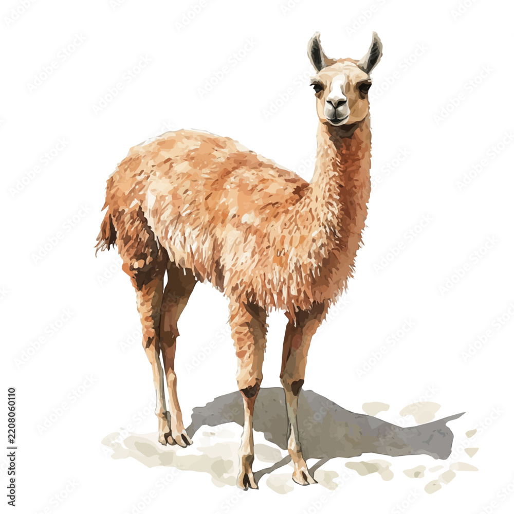 Obraz premium Hand-drawn watercolor artwork of Llama, vector, isolated on a white background.